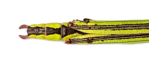 Preview: Yellow Flying Stick, Necroscia annulipes, phasma, in front of white background