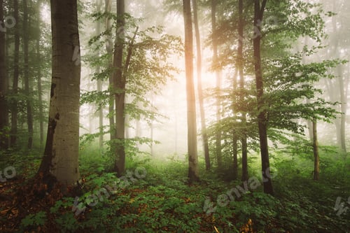 Preview: Sun rising in green forest with lush vegetation