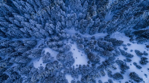 Preview: fir forest in winter