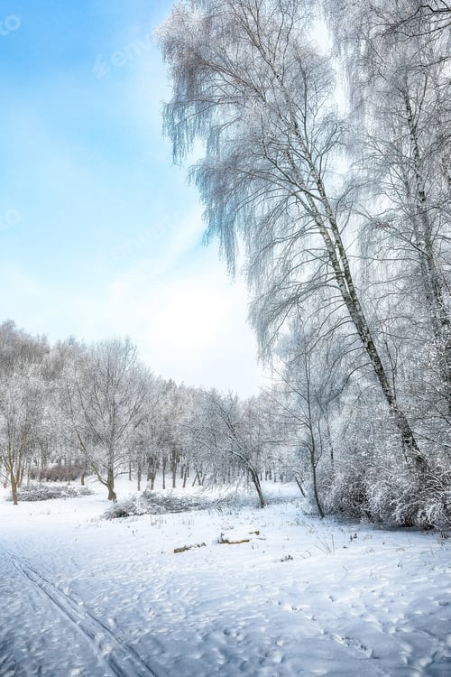 Preview: Picturesque landscape with snow-covered trees in the city park.