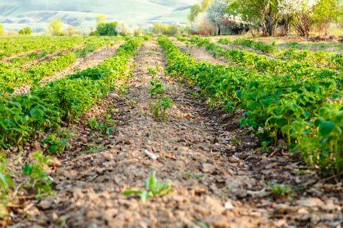 Preview: Unripe raspberry fields