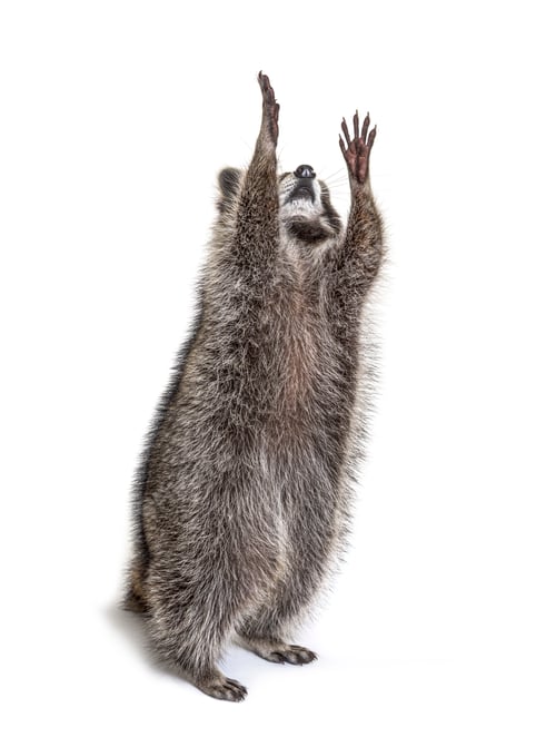 Preview: Racoon on hind legs, trying to reaching up