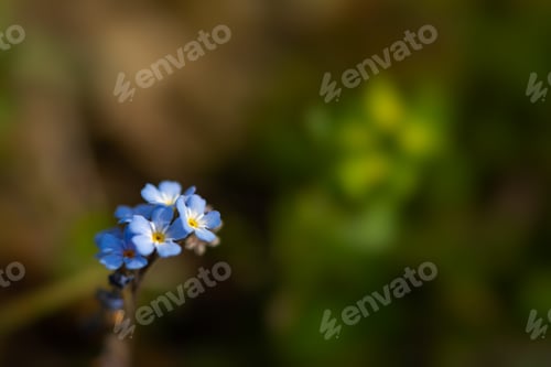 Preview: Blue flower macro blurred background