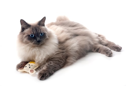 Preview: siberian cat in studio