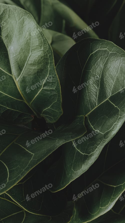 Preview: Close up of a Fiddle-leaf fig plant mobile wallpaper