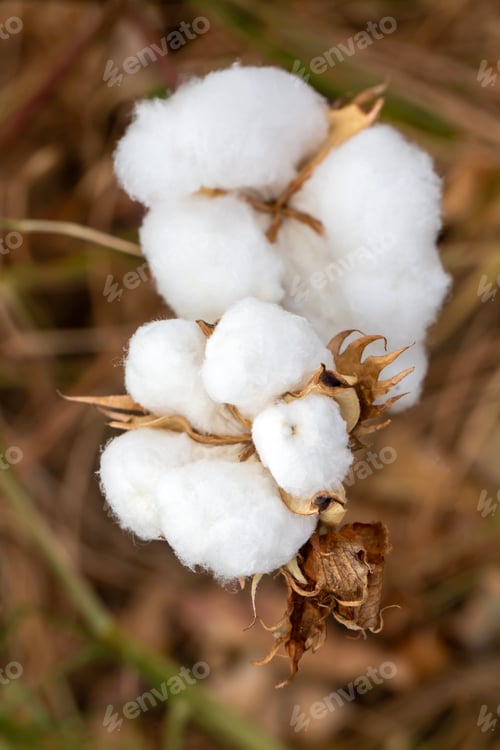 Preview: Cotton fields ready for harvesting, agriculture
