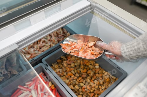 Preview: Frozen pink raw shrimp in box . Woman hand holds fresh shrimps. Uncooked unpeeled seafood close up.