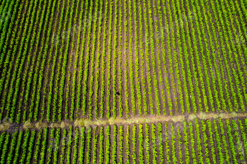 Preview: Aerial view of Indian turmeric field
