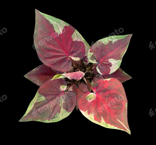 Preview: Beautiful colorful caladium on Black background isolate with clipping path. Queen