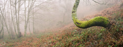 Preview: Mysterious environment in the mist covered forests