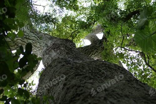 Preview: Low angle shot of a huge tree in a forest in Bonito, Brazil