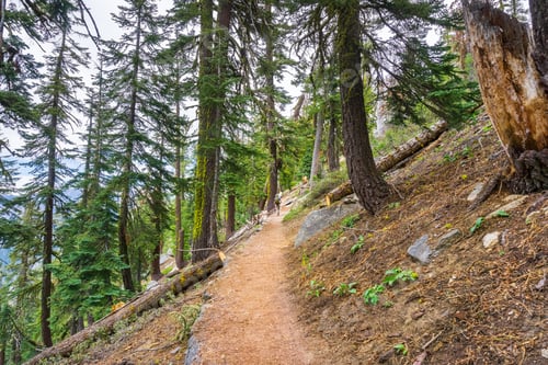 Preview: Hiking trail through the forests of Yosemite National Park, Sierra Nevada mountains, California