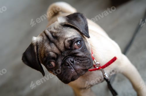 Preview: An adorable cute pug puppy