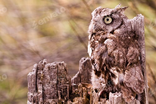 Preview: Western Screech Owl