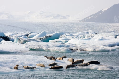 Preview: Seals At Joekulsarlon, Iceland