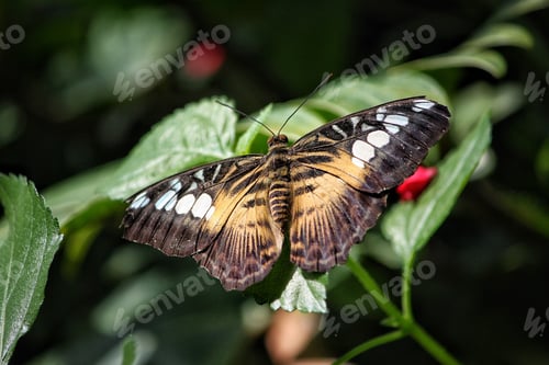 Preview: Butterfly