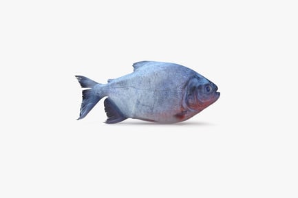 Visualização: Piranha de barriga vermelha: predador do rio Amazonas