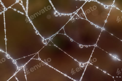 Preview: Cobwebs with drops after the morning rain.