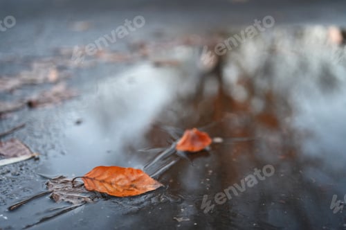 Preview: An orange autumn leaf frozen in an ice covered puddle with fall foliage tree reflection.