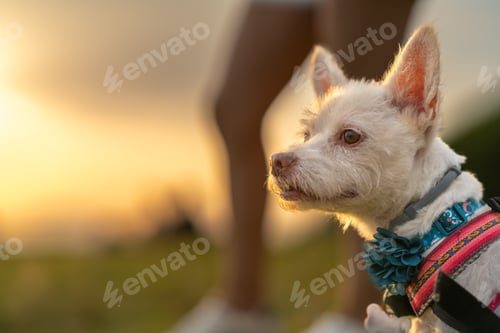 Preview: Dog walking in the park at sunset