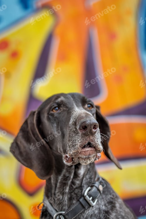 Preview: German Shorthaired Pointer sits on a sidewalk with a wall adorned with colorful graffiti artwork