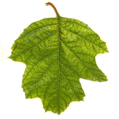 Preview: Green leaf of hydrangea, isolated on white background