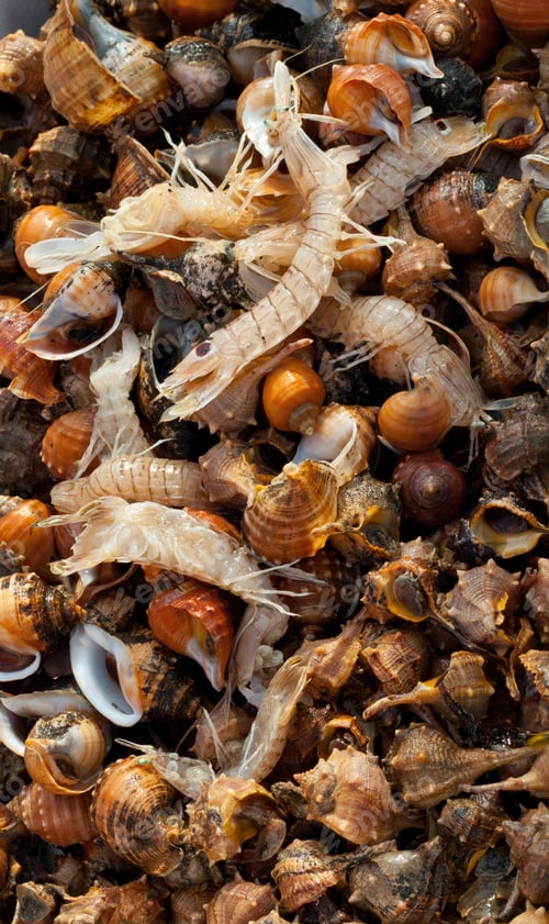 Preview: Fresh mantis shrimps laying on a bed of seashells