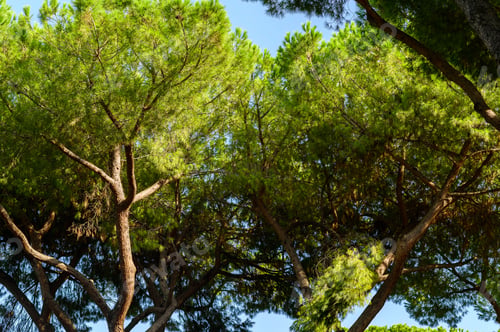 Preview: Spreading branches of the pine trees in the sunlight.