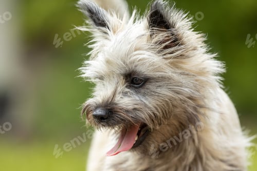 Preview: Close-up portrait of a Cairn Terrier yawning before the green blurred background