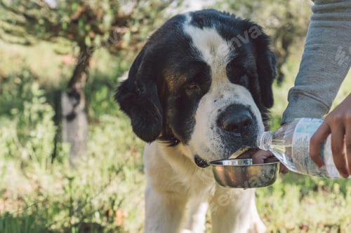 Preview: Thirsty saint bernard dog drinking water outdoors.