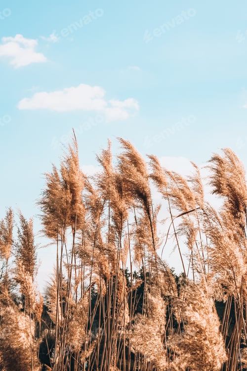 Preview: Pampas grass. Dry beige reed. Abstract natural background. Pastel neutral colors. Earth tones. Beaut