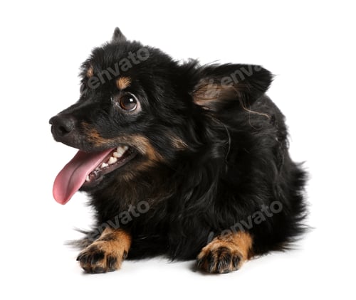 Preview: Cute long haired dog on white background
