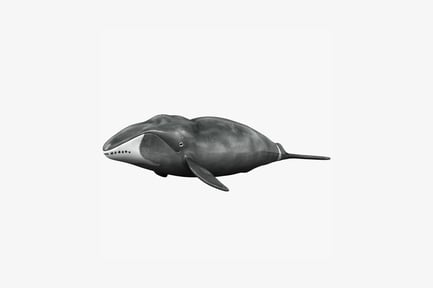 Visualização: Vista lateral de ilustração monótona de baleia