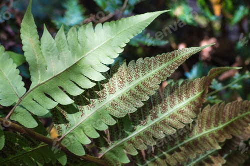 Preview: ornamental fern leaves with spores