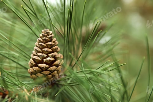 Preview: Cone growing on pine branch outdoors, closeup