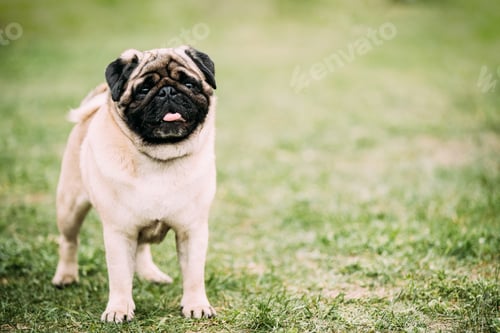 Preview: Young Pug Or Mops Standing In Green Grass