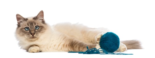 Preview: Birman lying with ball of wool and looking at camera against white background