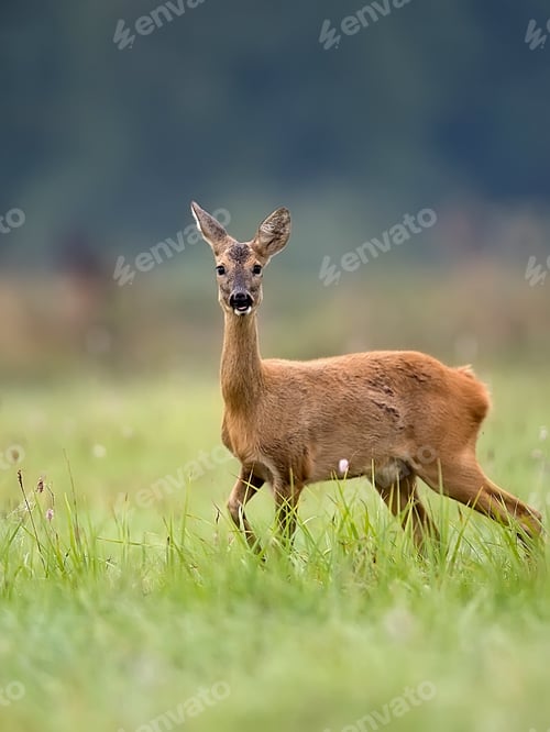 Preview: Roe deer in a clearing