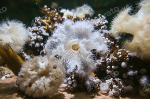 Preview: Coral reef