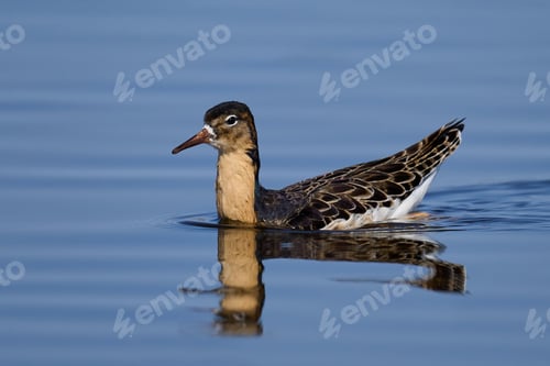 Preview: Ruff (Calidris pugnax)