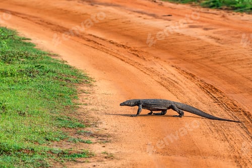 Preview: Bengal monitor or Varanus bengalensis