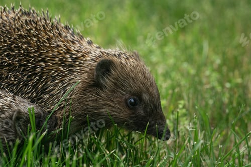 Preview: A hedgehog on green lawn