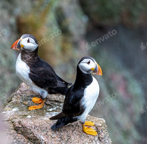 Preview: Pair of puffin bird perched on the rocky outcropping