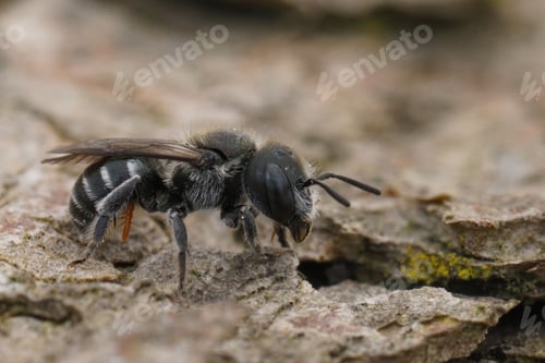 Preview: A closeup of a female blue mason bee, Osmia caerulescens parasite by orange triungulin larvae.