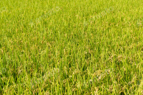 Preview: Paddy Rice field background