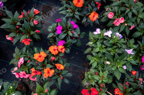 Preview: Close up of colorful periwinkle vinca flowers in pots