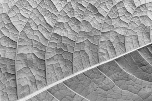 Preview: Texture Of A Surface Of A Leaf Of A Plant With Streaks Closeup For A Abstract Natural Natural