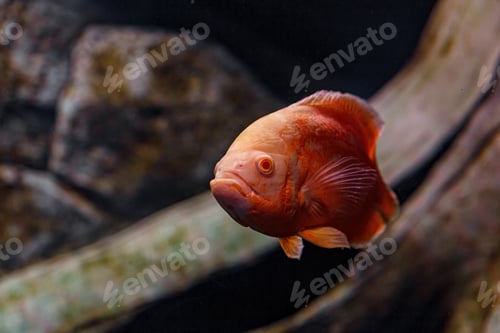 Preview: Underwater photography of Oscar fish (fish)