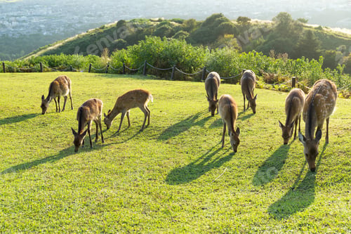 Preview: Deer in Mount Wakakusa and eating grass