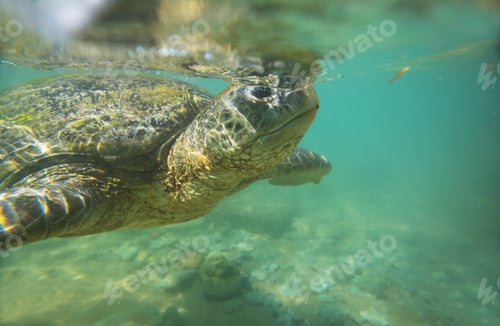 Preview: Turtle